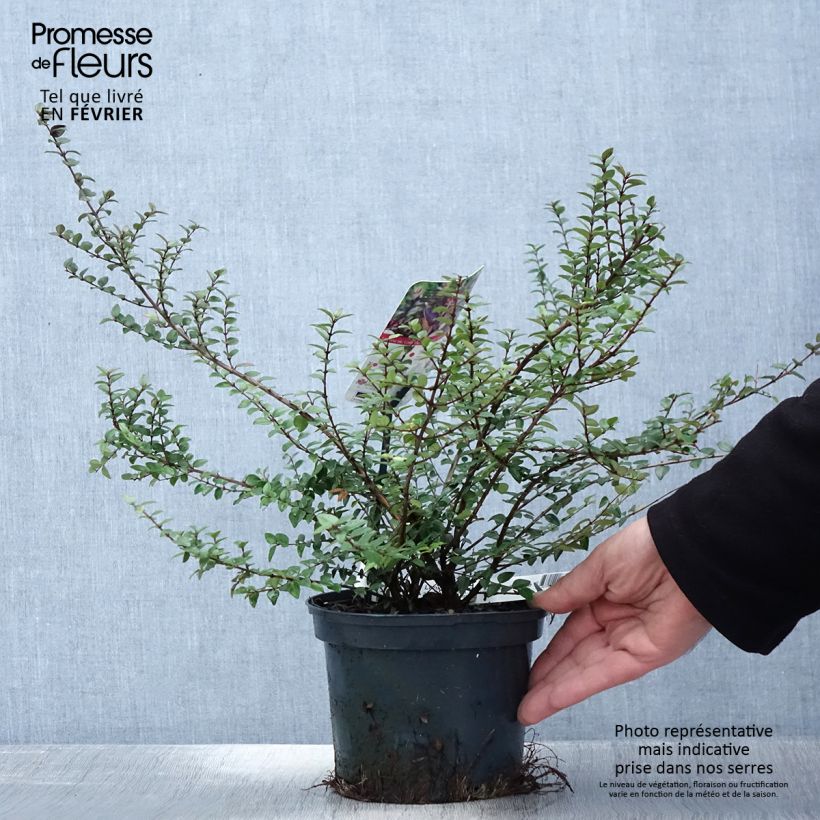 Madreselva de hoja - Lonicera nitida Purple Storm Maceta 2L/3L Ejemplar entregado en invierno