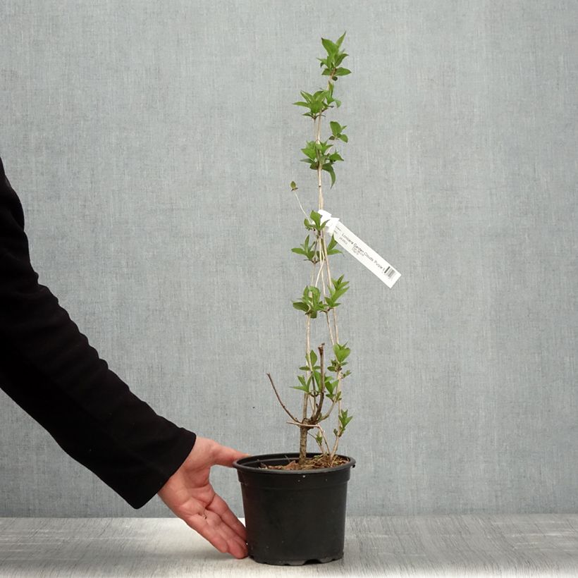 Madreselva de hoja - Lonicera nitida Purple Storm Maceta 2L/3L Ejemplar entregado en la primavera