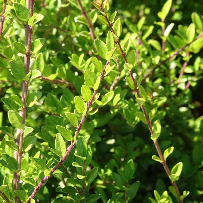 Madreselva de hoja - Lonicera nitida Hohenheimer Findling (Floración)