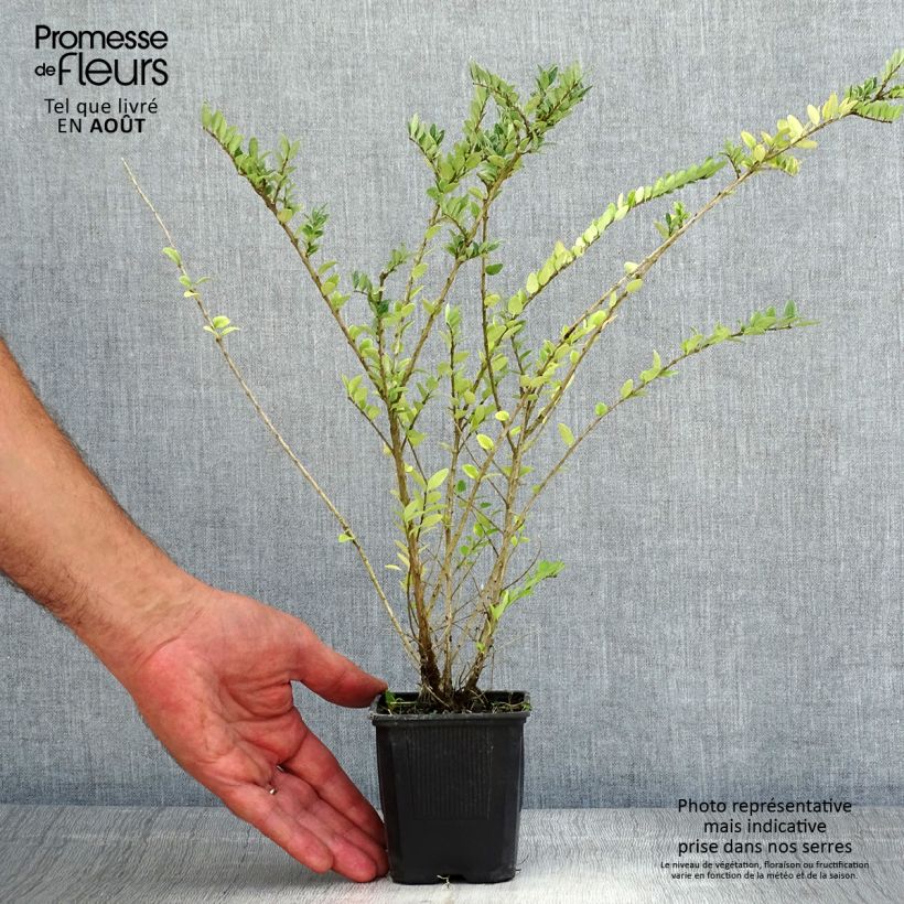 Ejemplar de Madreselva de hoja - Lonicera nitida Hohenheimer Findling Maceta de 8/9 cm entregado en verano