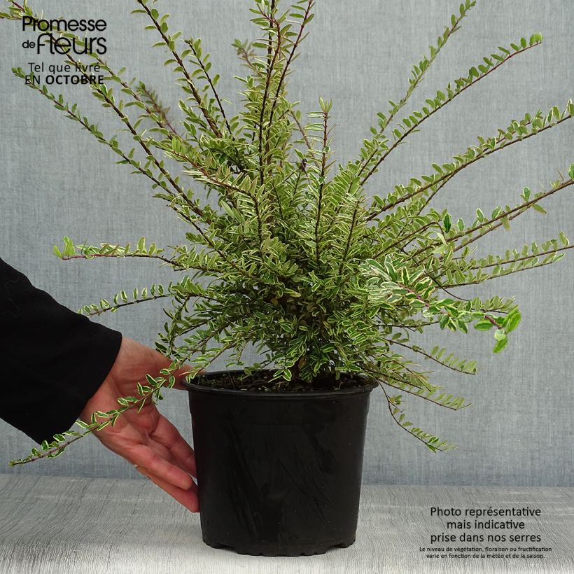 Ejemplar de Madreselva de hoja - Lonicera nitida Lemon Beauty Maceta 2L/3L entregado en otoño
