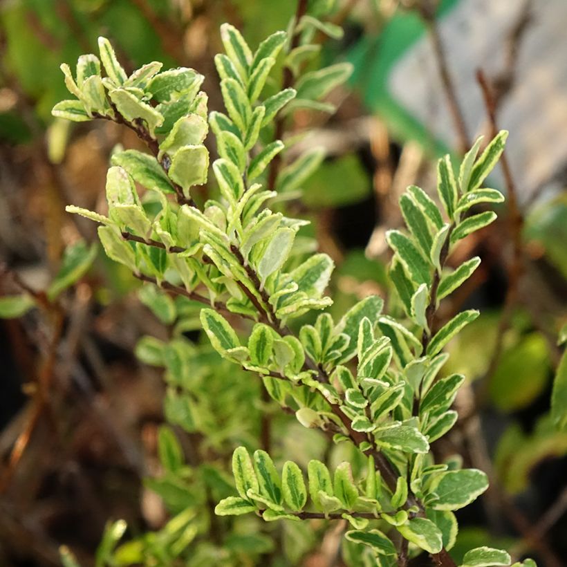 Madreselva de hoja - Lonicera nitida Lemon Beauty (Follaje)