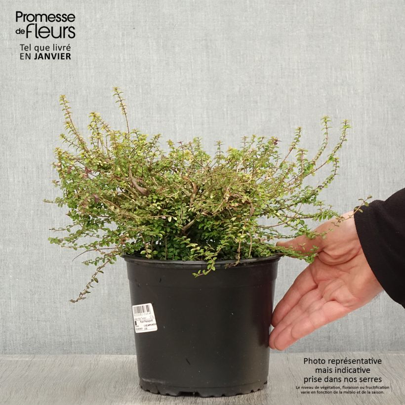 Madreselva de hoja - Lonicera nitida Twiggy Maceta 2L/3L Ejemplar entregado en invierno