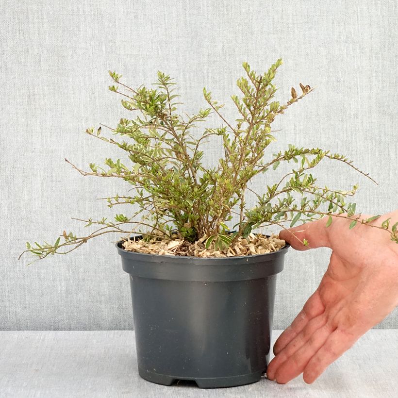 Madreselva de hoja - Lonicera nitida Twiggy Maceta 2L/3L Ejemplar entregado en la primavera