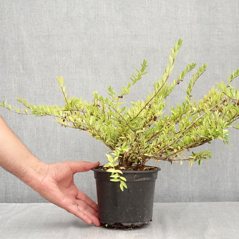 Ejemplar de Lonicera pileata Maceta 2L/3L entregado en verano