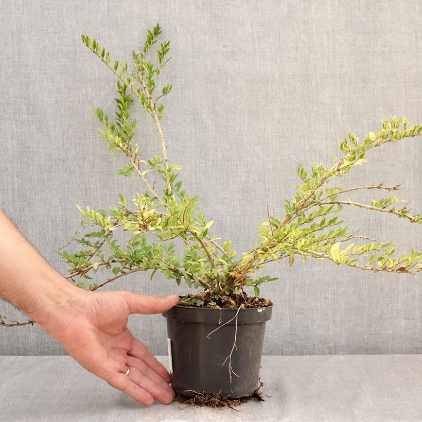 Ejemplar de Lonicera pileata Mossgreen Maceta 1L/1,5L entregado en verano