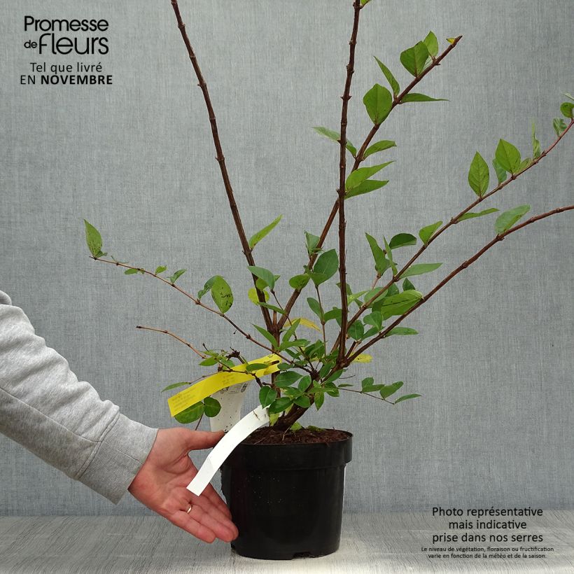 Ejemplar de Lonicera purpusii Winter Beauty - Madreselva Maceta 3L/4L entregado en otoño