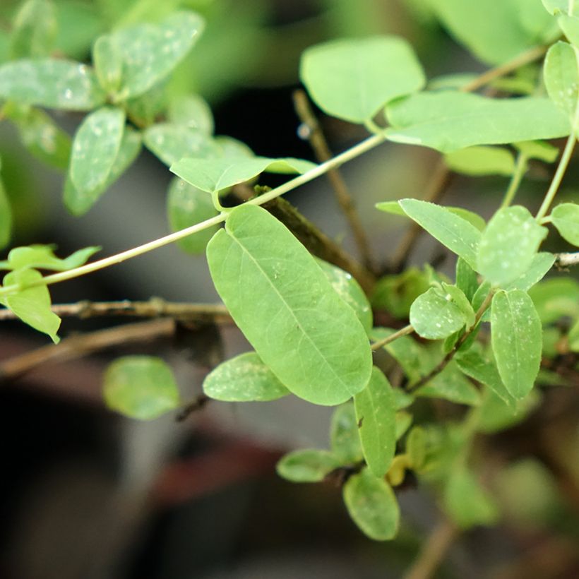 Lonicera syringantha - Madreselva Lilas (Follaje)