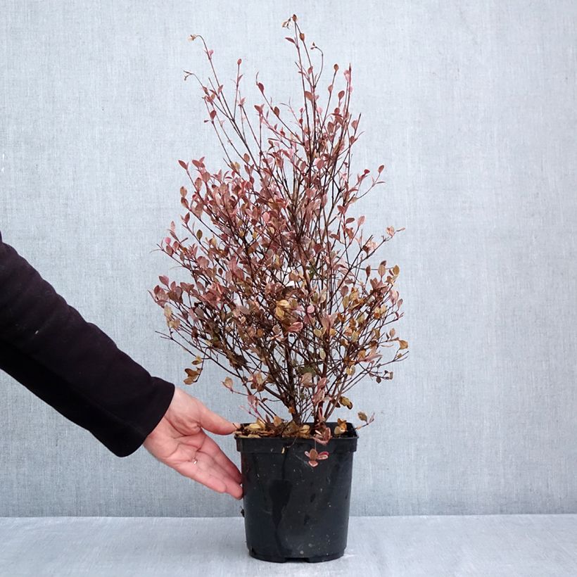 Ejemplar de Lophomyrtus x ralphii 'Luc2016' Golden dragon® - Lophomyrtus, Black Stallion, Magic Dragon Maceta 3L/4L entregado en otoño