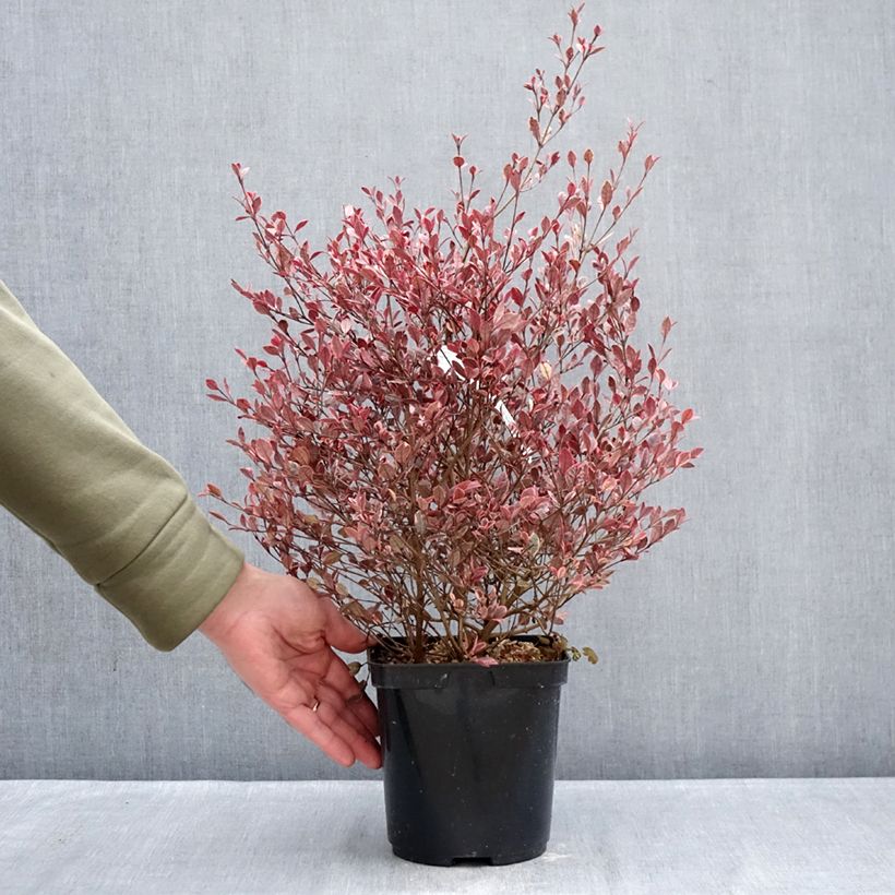 Lophomyrtus x ralphii 'Luc2016' Golden dragon® - Lophomyrtus, Black Stallion, Magic Dragon Maceta 3L/4L Ejemplar entregado en invierno