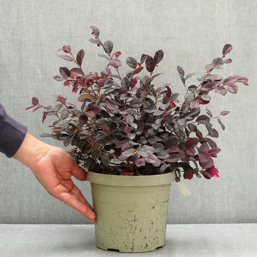 Ejemplar de Loropetalum chinense Black Pearl Maceta 3L/4L entregado en verano