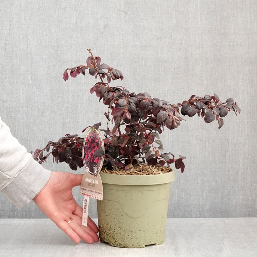 Loropetalum chinense Black Pearl Maceta 3L/4L Ejemplar entregado en invierno