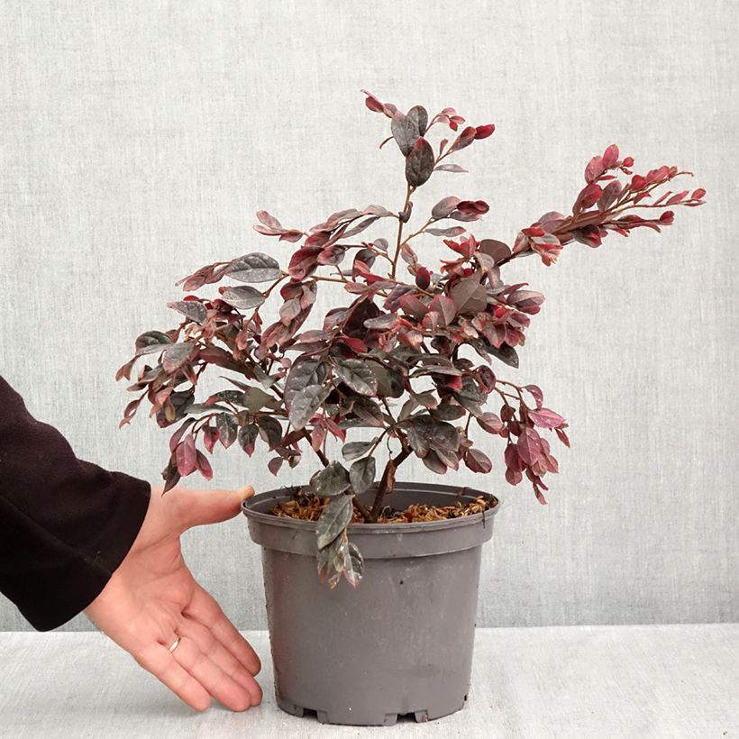 Ejemplar de Loropetalum chinense Ever Red Maceta 3L/4L entregado en otoño