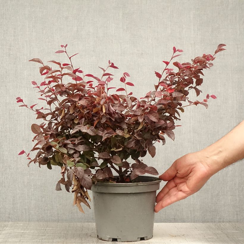 Ejemplar de Loropetalum chinense Ever Red Maceta 3L/4L entregado en verano