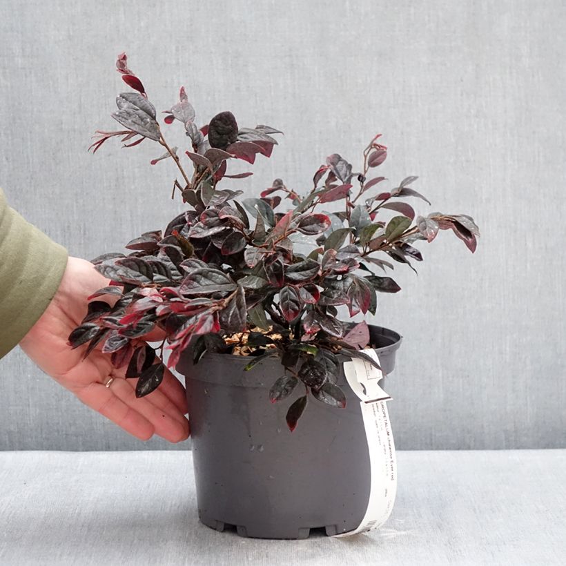 Loropetalum chinense Ever Red Maceta 3L/4L Ejemplar entregado en invierno