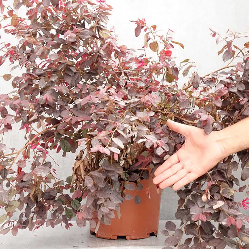 Ejemplar de Loropetalum chinense Ever Red Maceta 7,5L/10L entregado en verano