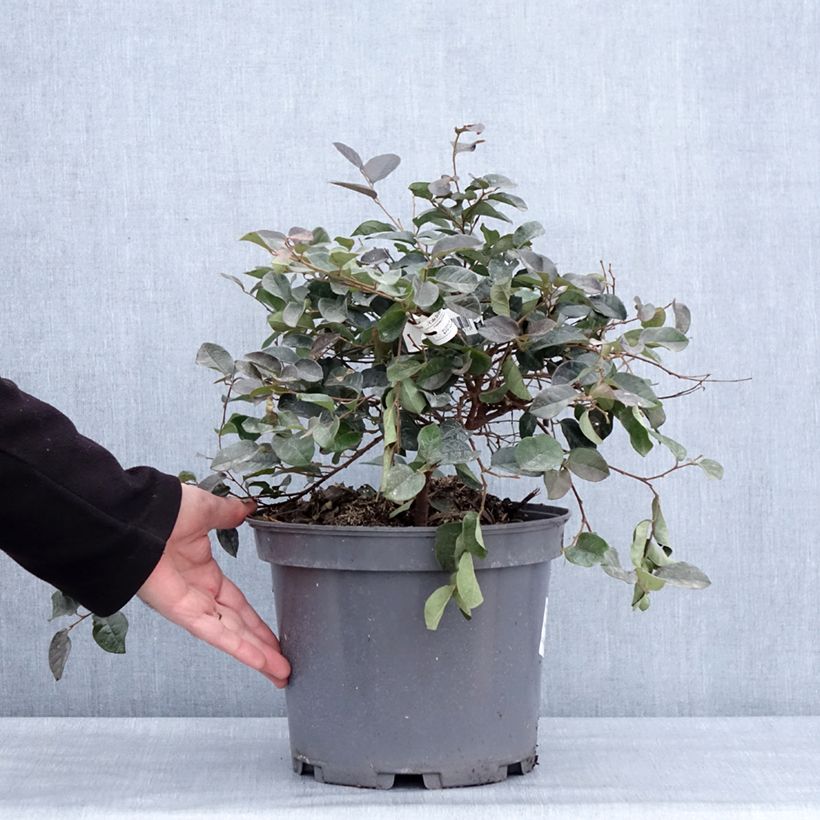 Loropetalum chinense Ever Red Maceta 7,5L/10L Ejemplar entregado en invierno