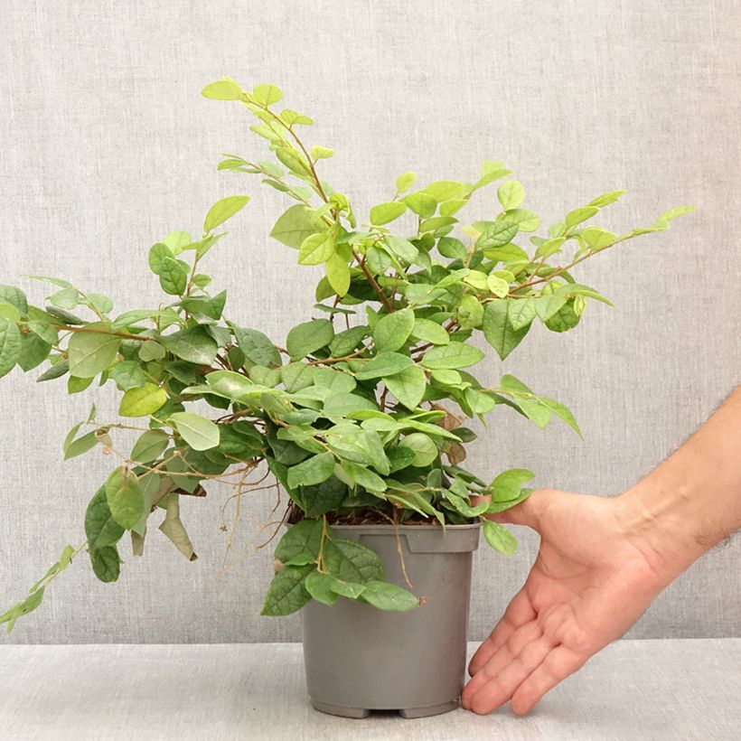 Ejemplar de Loropetalum chinense Maceta 2L/3L entregado en verano