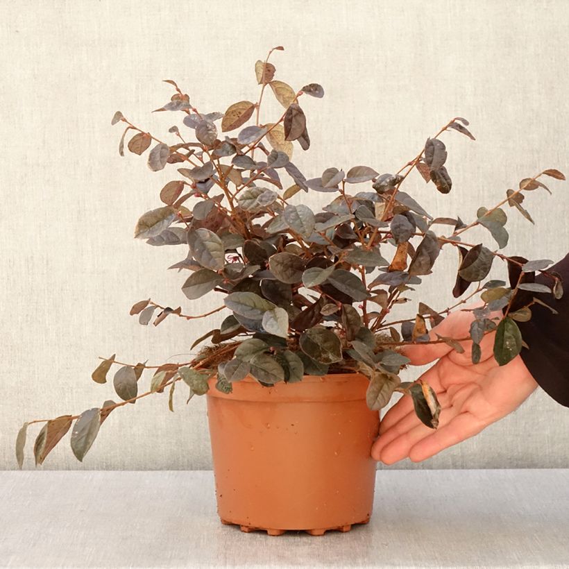 Loropetalum chinense Maceta 2L/3L Ejemplar entregado en la primavera