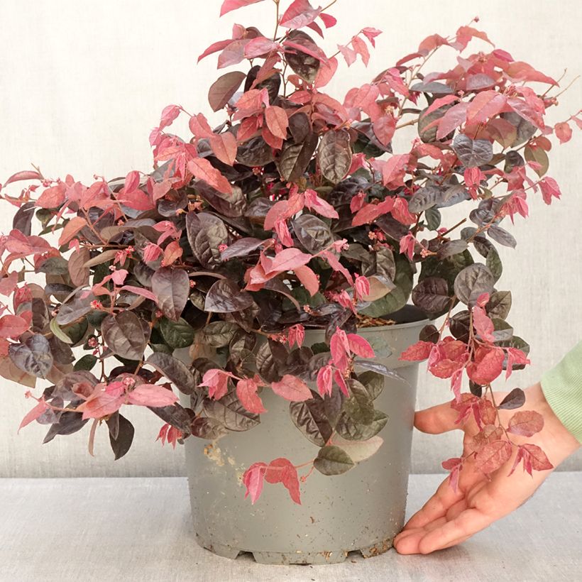 Loropetalum chinense Maceta 7,5L/10L Ejemplar entregado en invierno