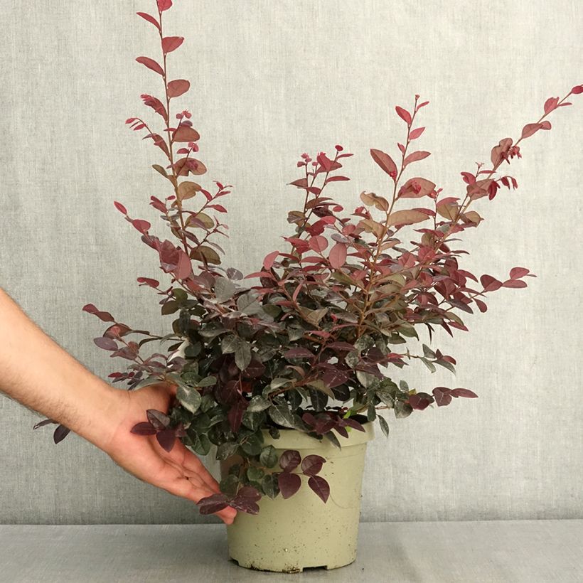Ejemplar de Loropetalum chinense Plum Gorgeous Maceta 3L/4L entregado en verano