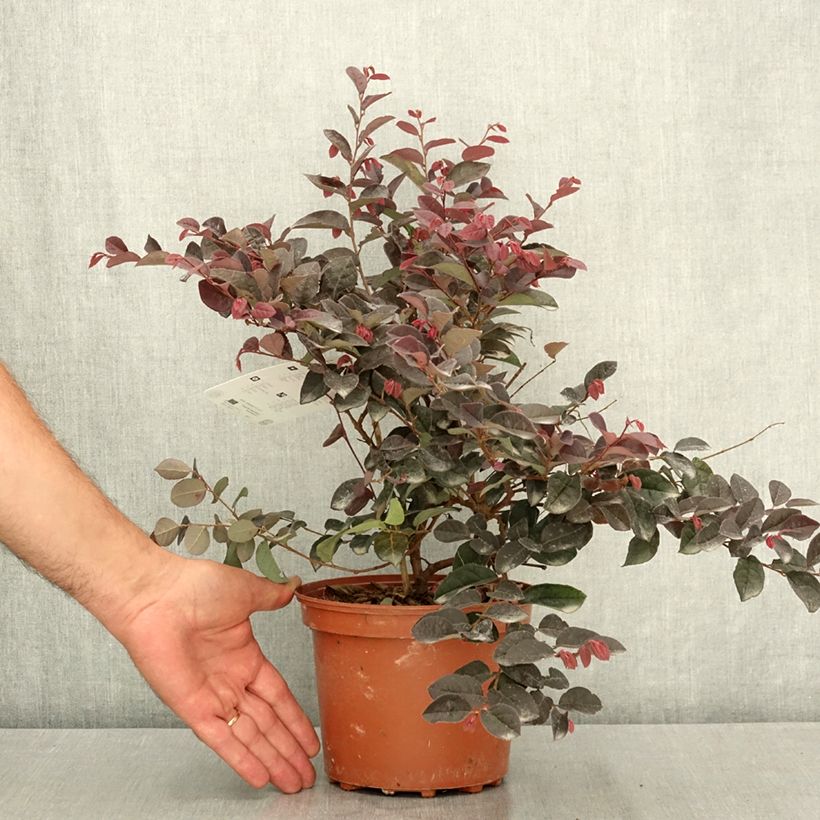 Ejemplar de Loropetalum chinense Rose in Black Maceta 2L/3L entregado en verano