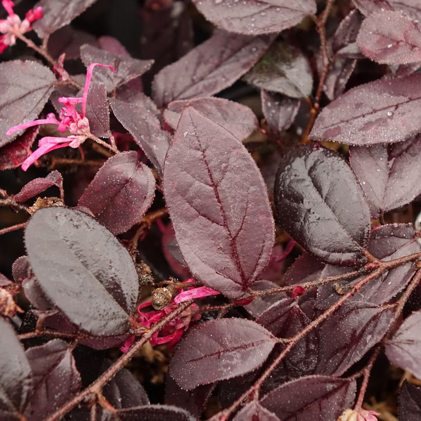 Loropetalum chinense Rouge de la Majorie (Follaje)