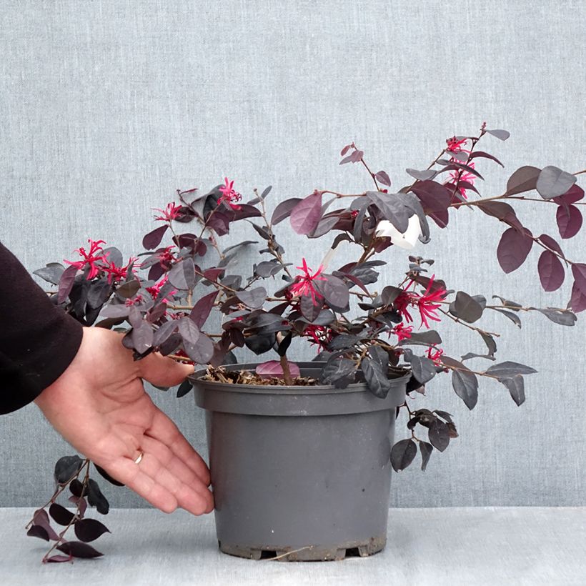 Ejemplar de Loropetalum chinense Rouge de la Majorie Maceta 3L/4L entregado en otoño
