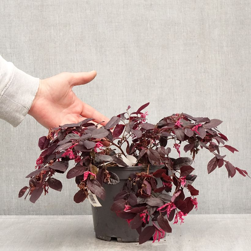 Loropetalum chinense Rouge de la Majorie Maceta 3L/4L Ejemplar entregado en la primavera