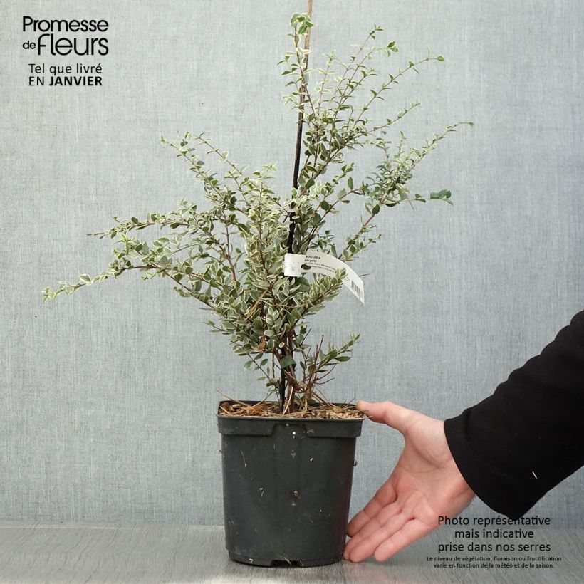 Luma apiculata Glanleam Gold - Arrayán Maceta 3L/4L Ejemplar entregado en invierno