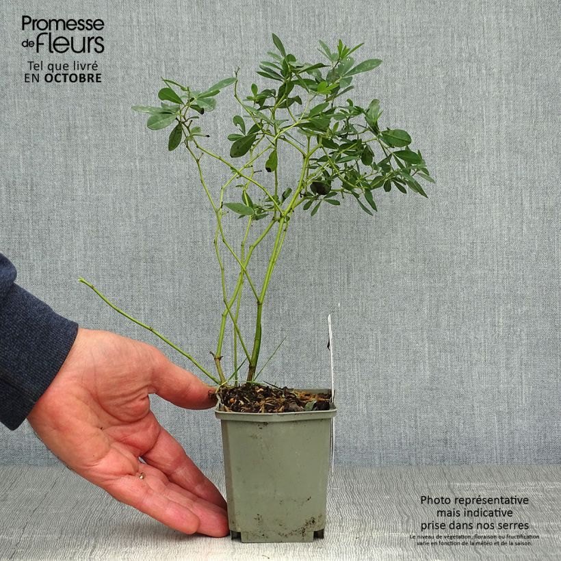Ejemplar de Baptisia Purple Smoke Maceta de 8/9 cm entregado en otoño