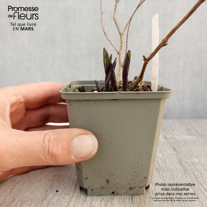 Baptisia Purple Smoke Maceta de 8/9 cm Ejemplar entregado en la primavera