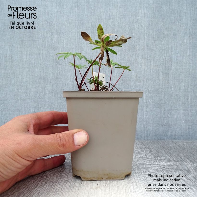 Ejemplar de Altramuz West Country Red Rum Maceta de 10 cm/11 cm entregado en otoño