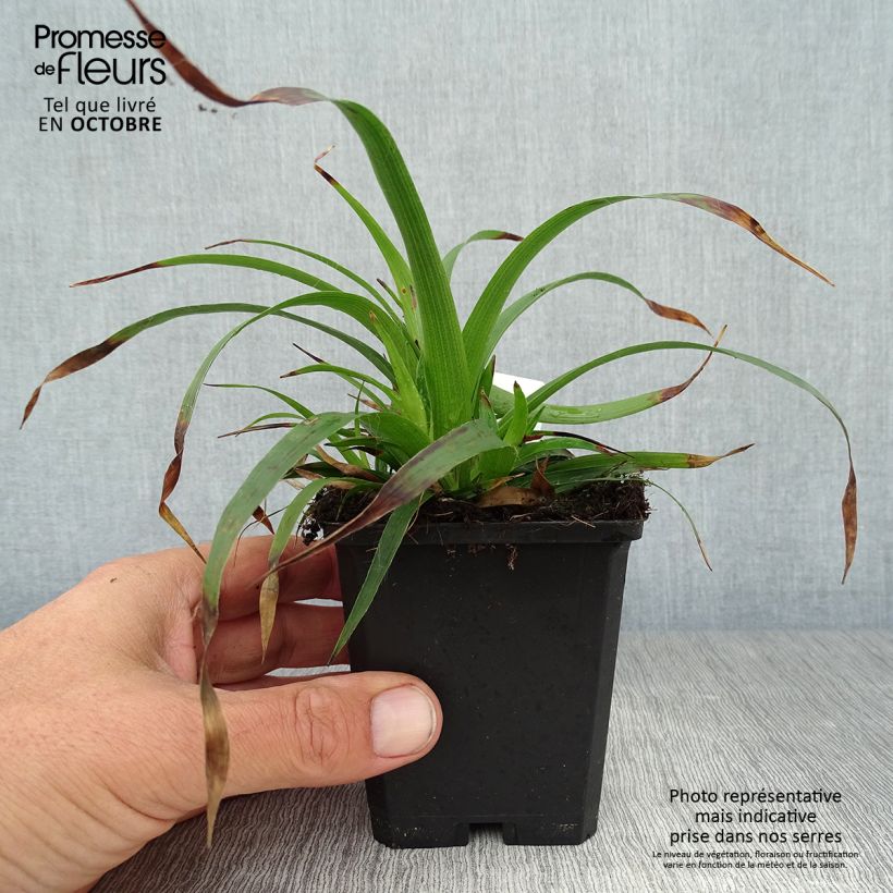 Ejemplar de Luzula sylvatica - Lúzula del bosque Maceta de 8/9 cm entregado en otoño