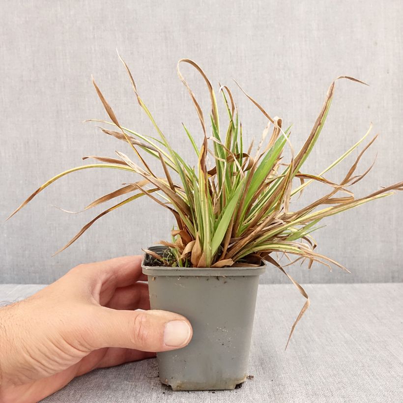 Ejemplar de Luzula sylvatica Surprise - Lúzula del bosque Maceta de 8/9 cm entregado en otoño