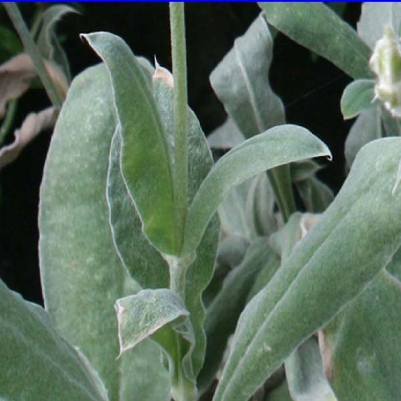 Clavel lanudo - Lychnis coronaria (Follaje)