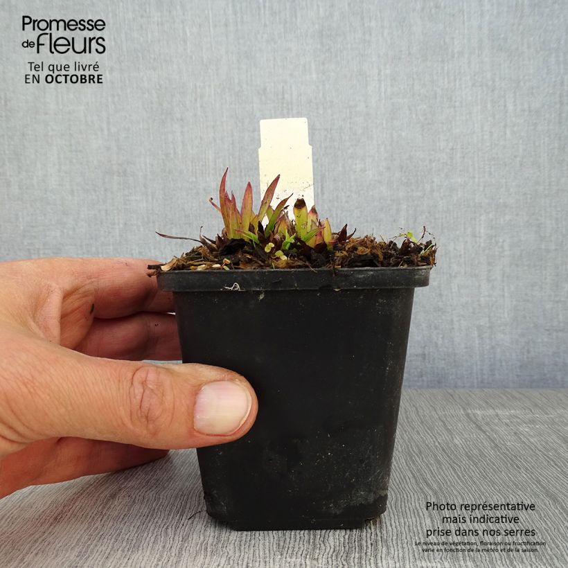Ejemplar de Lychnis alpina Maceta de 8/9 cm entregado en otoño