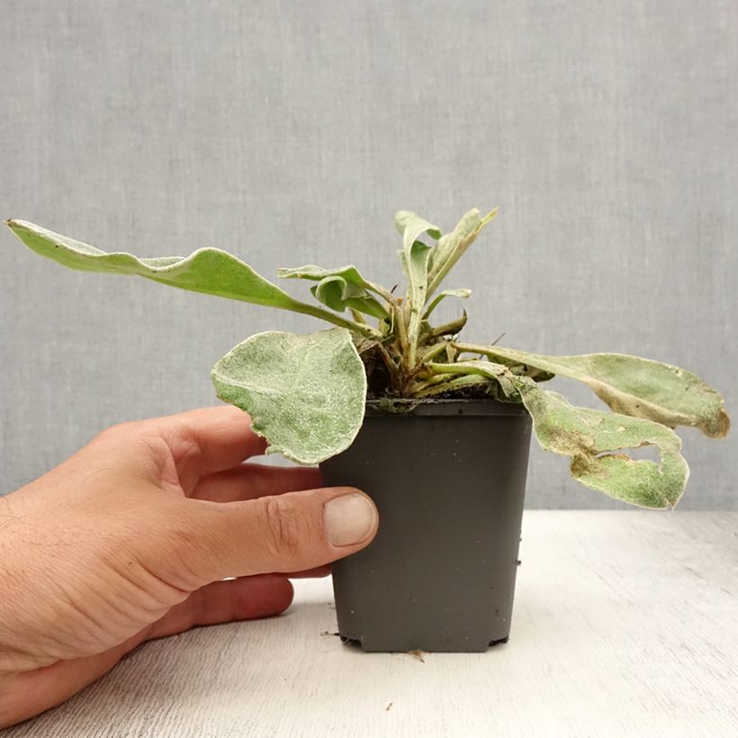 Ejemplar de Lychnis coronaria Alba - Clavel lanudo Maceta de 8/9 cm entregado en verano