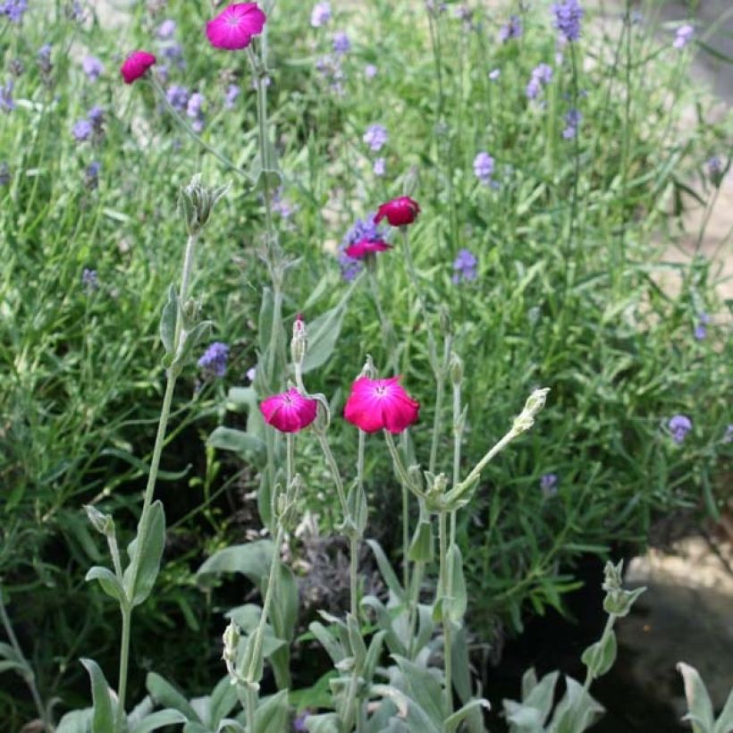 Clavel lanudo - Lychnis coronaria (Porte)