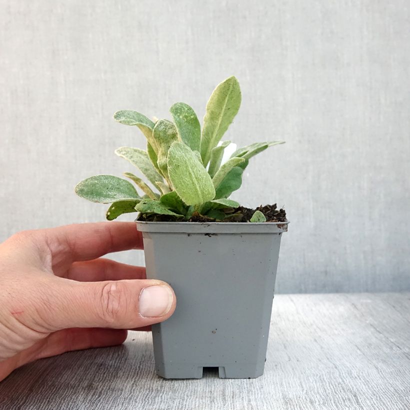 Ejemplar de Lychnis coronaria Atrosanguinea - Clavel lanudo Maceta de 8/9 cm entregado en otoño