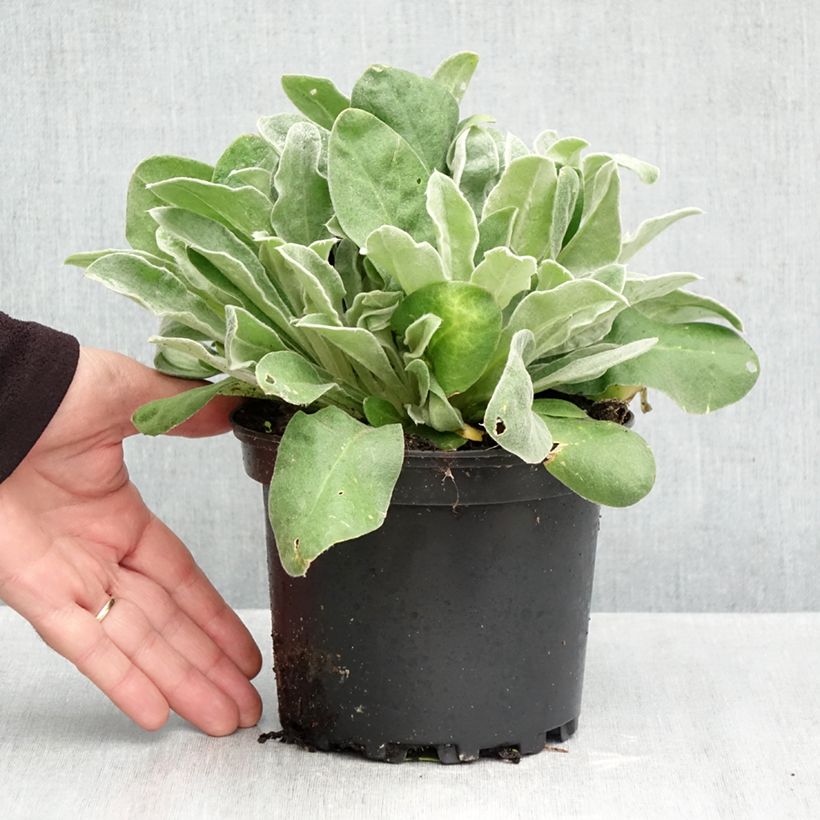 Ejemplar de Clavel lanudo - Lychnis coronaria Maceta 2L/3L entregado en otoño