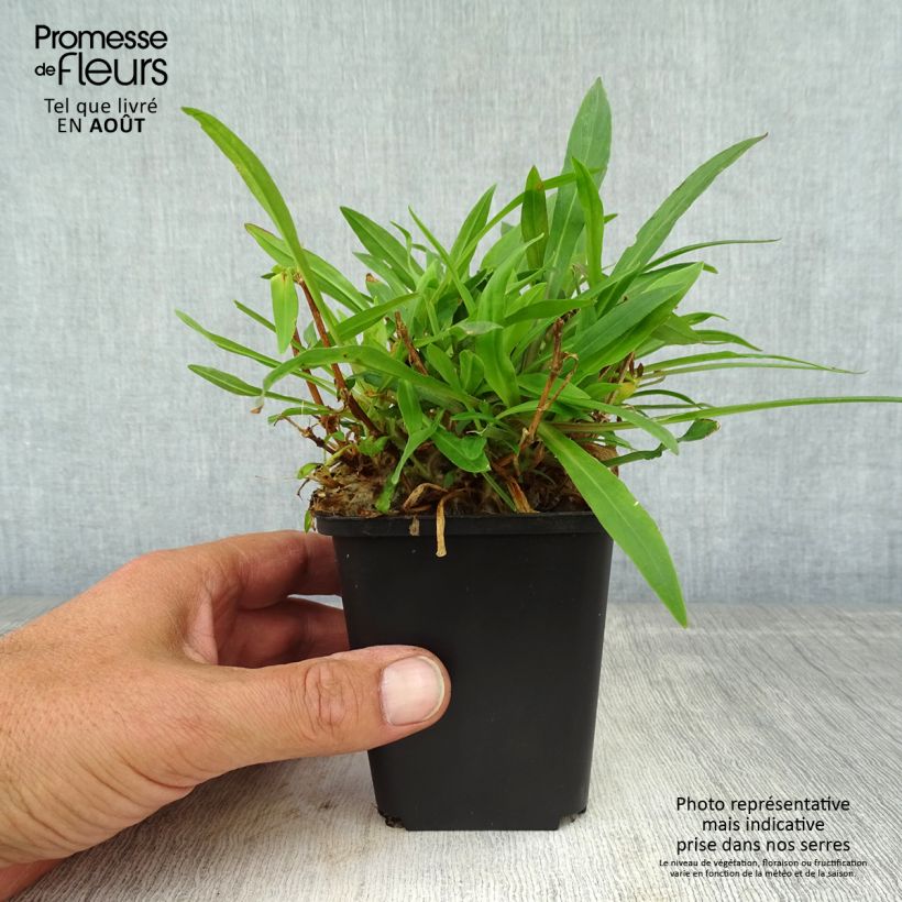 Ejemplar de Lychnis flos-cuculi Petit Henri - Flor de cuclillo Maceta de 8/9 cm entregado en verano