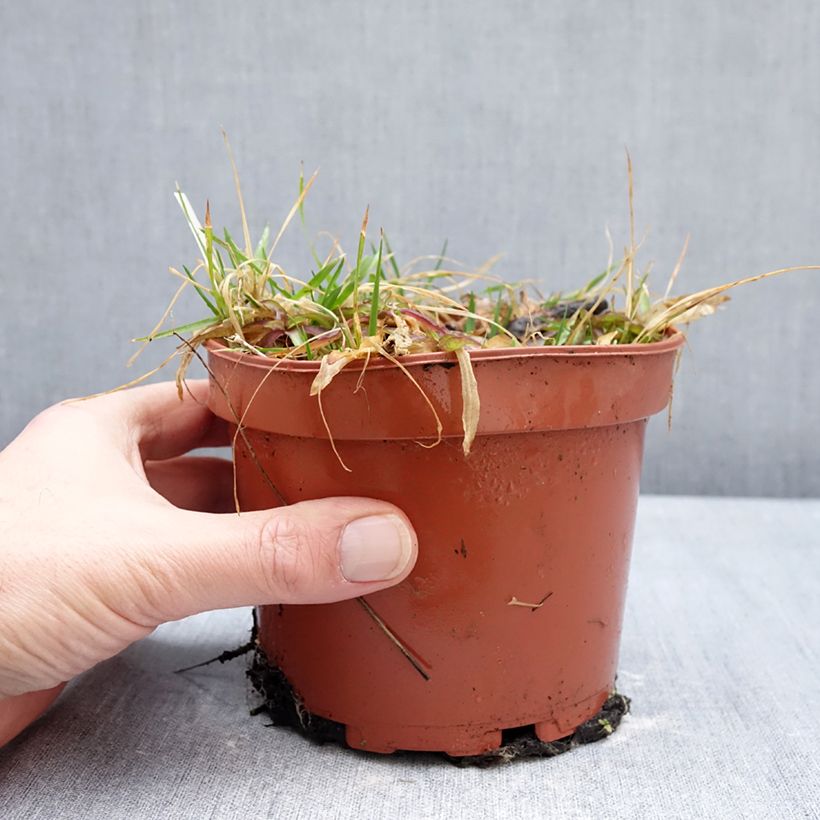 Lychnis flos-cuculi Petit Henri - Flor de cuclillo Maceta 1,5L/2L Ejemplar entregado en invierno