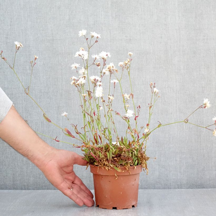 Lychnis flos-cuculi Petit Henri - Flor de cuclillo Maceta 1,5L/2L Ejemplar entregado en la primavera