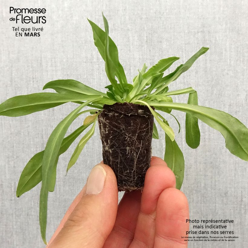 Lychnis flos-cuculi Petite Jenny - Flor de cuclillo minicepellón: Ø 3/4 cm Ejemplar entregado en la primavera