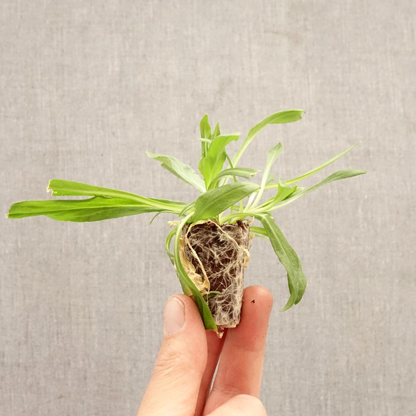 Lychnis flos-cuculi Petite Jenny - Flor de cuclillo minicepellón: Ø 3/4 cm Ejemplar entregado en la primavera