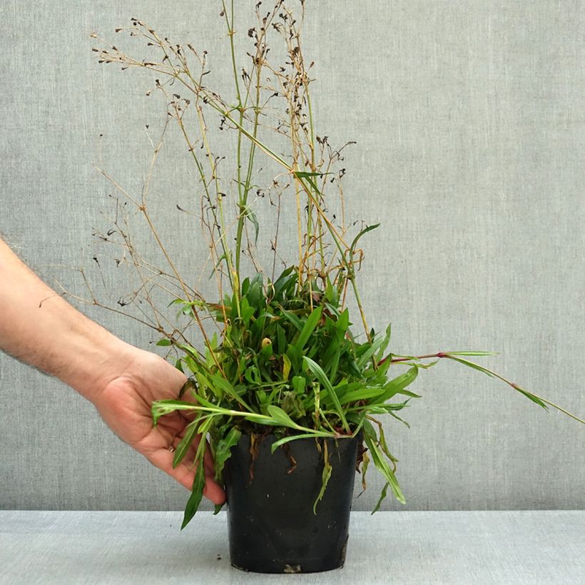 Ejemplar de Lychnis flos-cuculi Petite Jenny - Flor de cuclillo Maceta 2L/3L entregado en otoño