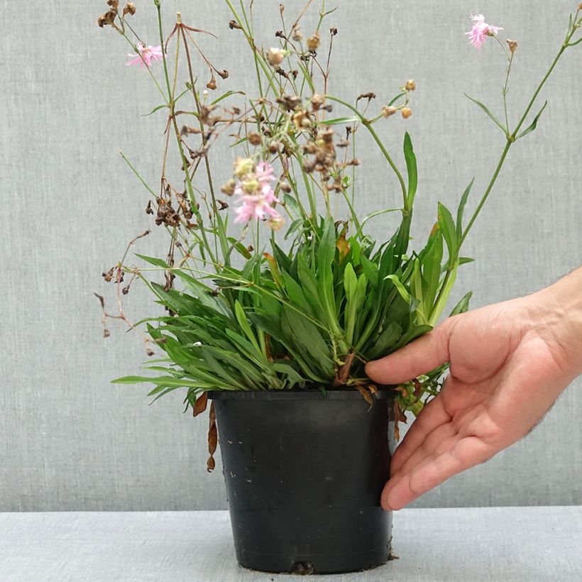 Ejemplar de Lychnis flos-cuculi Petite Jenny - Flor de cuclillo Maceta 2L/3L entregado en verano