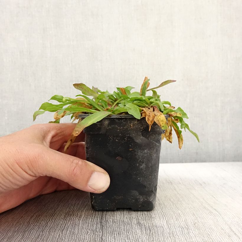 Ejemplar de Lychnis flos-cuculi White Robin - Flor de cuclillo Maceta de 7/8 cm entregado en otoño