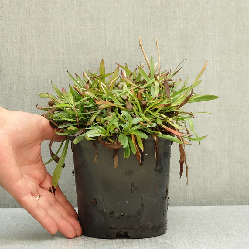 Ejemplar de Lychnis viscaria Plena Maceta 2L/3L entregado en otoño